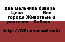 два мальчика бивера › Цена ­ 19 000 - Все города Животные и растения » Собаки   